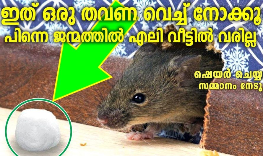 എലിയെ തുരത്താം ഈ പഞ്ഞി കൊണ്ട്.