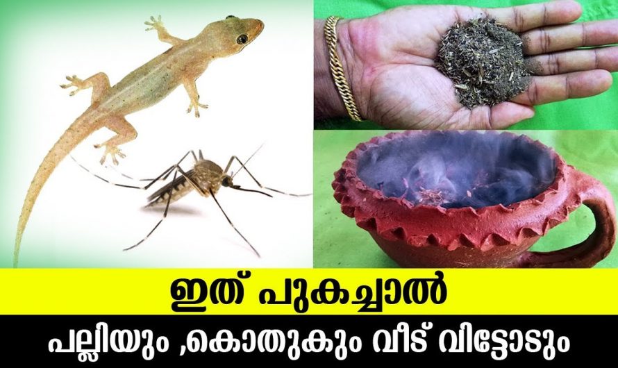 പല്ലി പാറ്റ കൊതുക് എന്നിവയുടെ ശല്യം എളുപ്പത്തിൽ പരിഹരിക്കാം…