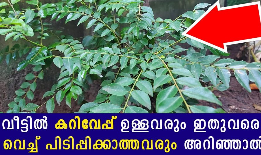കറിവേപ്പിലവായിൽ ചവച്ചാൽ ഉണ്ടാകുന്ന ഗുണങ്ങൾ.