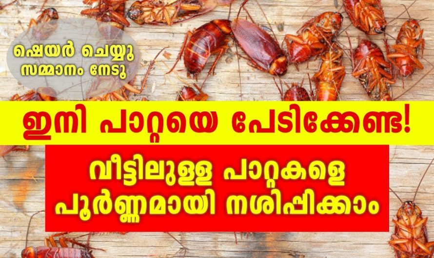 പാറ്റകൾ ഇനി ഒരിക്കലും നമ്മുടെ അടുക്കള കാണുകയില്ല.ഇങ്ങനെ ചെയ്താൽ.