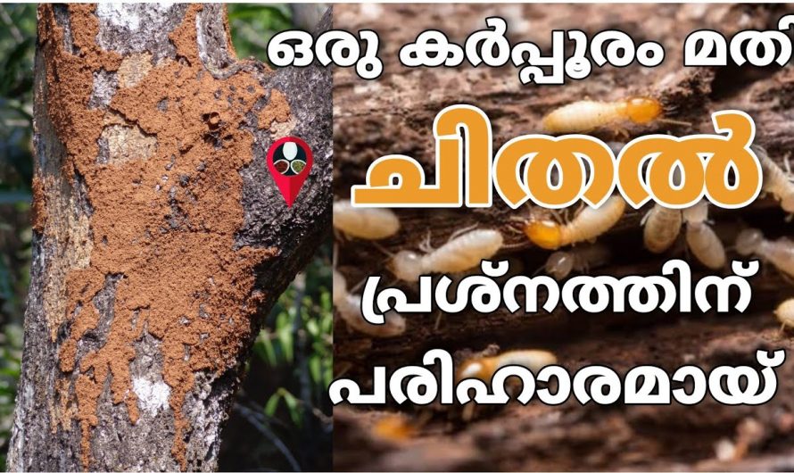 ചിതൽ പിന്നീട് ഒരിക്കലും വരാത്ത രീതിയിൽ പരിഹരിക്കാൻ ഇതാ കിടിലൻ വഴി…