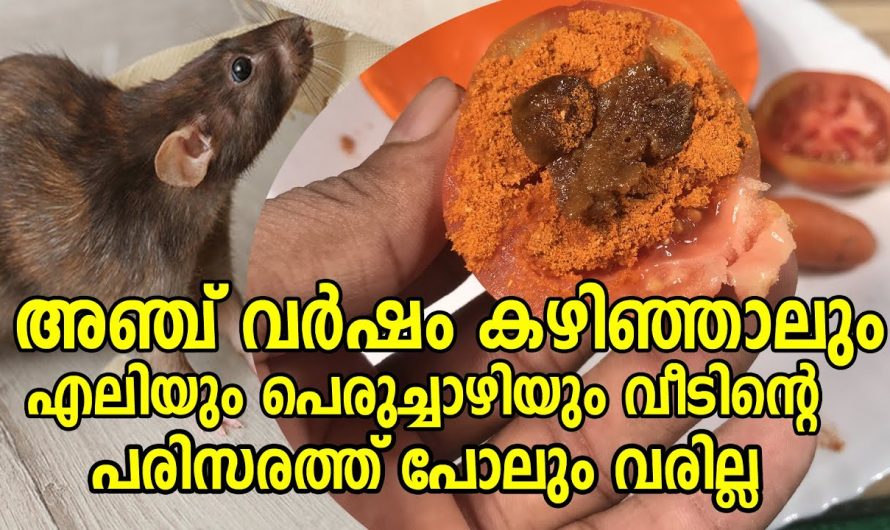 എലി ശല്യം പെരുച്ചാഴി ശല്യം എളുപ്പത്തിൽ പരിഹരിക്കാൻ കിടിലൻ മാർഗ്ഗം…