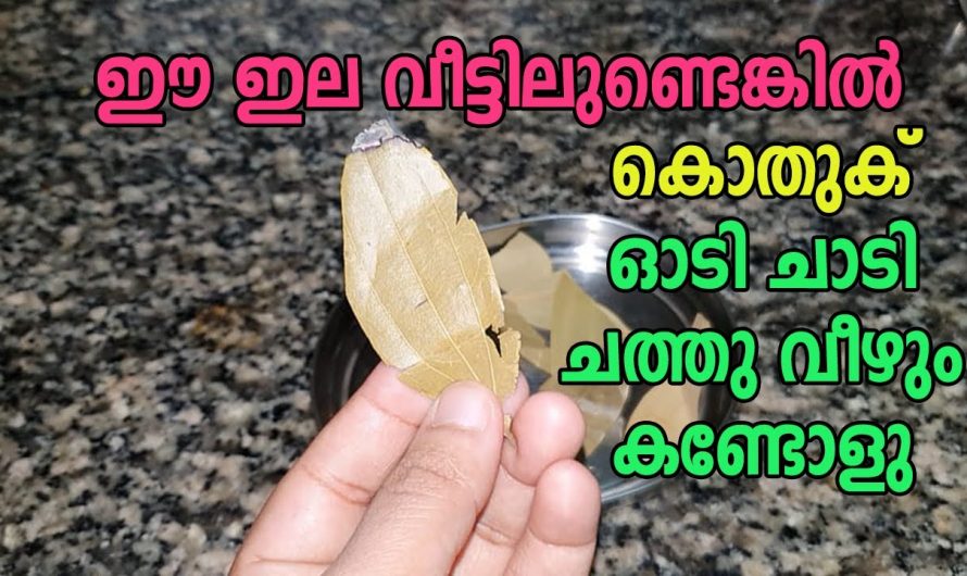 കൊതുക് ശല്യം എളുപ്പത്തിൽ പരിഹരിക്കാൻ ഇതാ കിടിലൻ മാർഗ്ഗം….