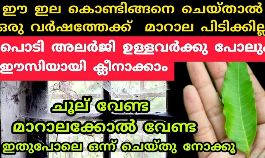 വീട് ക്ലീൻ ചെയ്യുന്നതിനും മാറാല ഒട്ടും വരാതിരിക്കുന്നതിനും ഈ ഇല മാത്രം മതി…