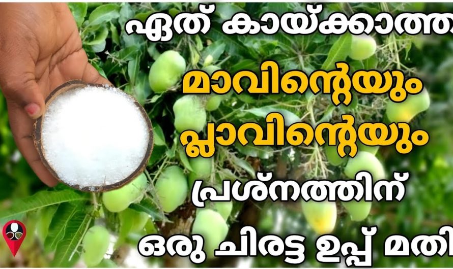 ഏതു മാവും പ്ലാവും നിറയെ പൂക്കാൻ ഈയൊരു പൊടിക്കൈ മാത്രം മതി.