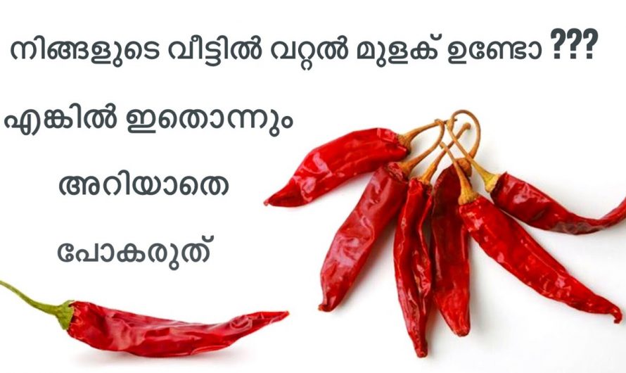 ഇത്രയധികം വറ്റൽ മുളക് ഉണ്ടായിട്ടും ഈ ഒരു സൂത്രം ഇതുവരെയും അറിഞ്ഞില്ലല്ലോ.