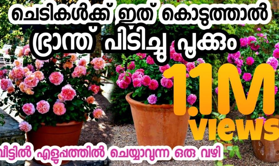 ഈയൊരു സൂത്രം ചെയ്താൽ മതി ചെടികൾ പൂക്കൾ കൊണ്ടു മൂടും.