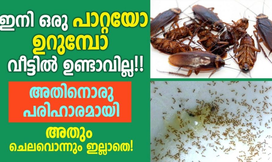 ഉറുമ്പിനെയും പാറ്റയെയും നമുക്ക് ഒഴിപ്പിക്കാൻ വളരെ എളുപ്പത്തിൽ.