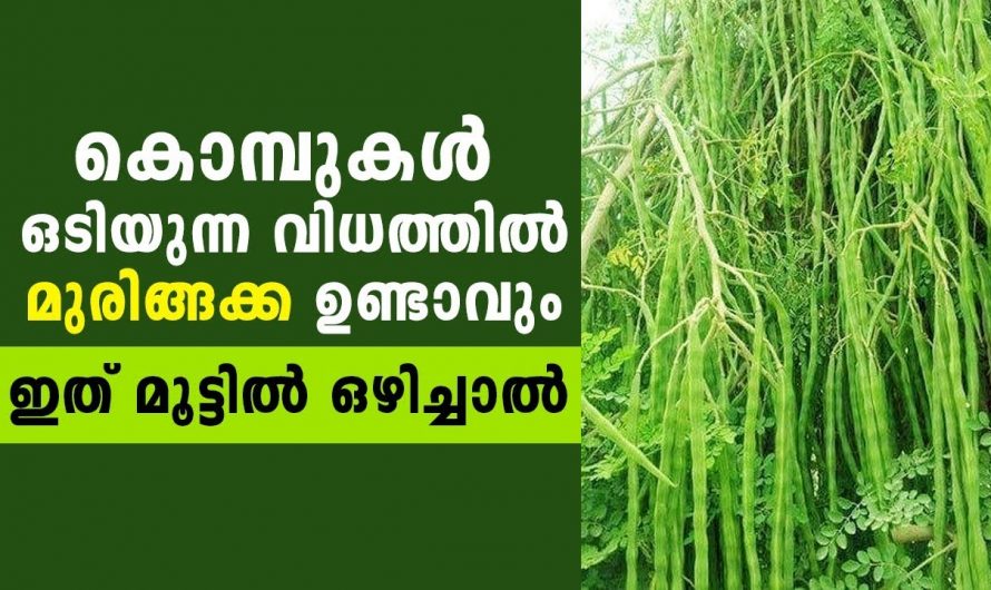 ഏത് കായ്ക്കാത്ത മുരിങ്ങയും കുലക്കുത്തി കായ്ക്കാൻ ഇതിലും നല്ലൊരു മാർഗം വേറെയില്ല.