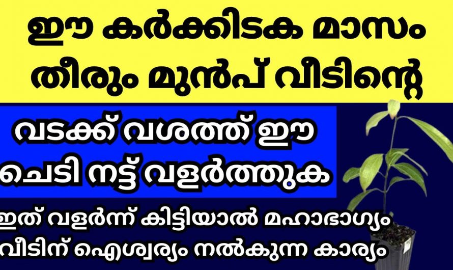 മഹാഭാഗ്യങ്ങൾ ജീവിതത്തിൽ ഉണ്ടാകുവാൻ കർക്കിടക മാസത്തിൽ നട്ടുവളർത്തേണ്ട സസ്യങ്ങൾ.