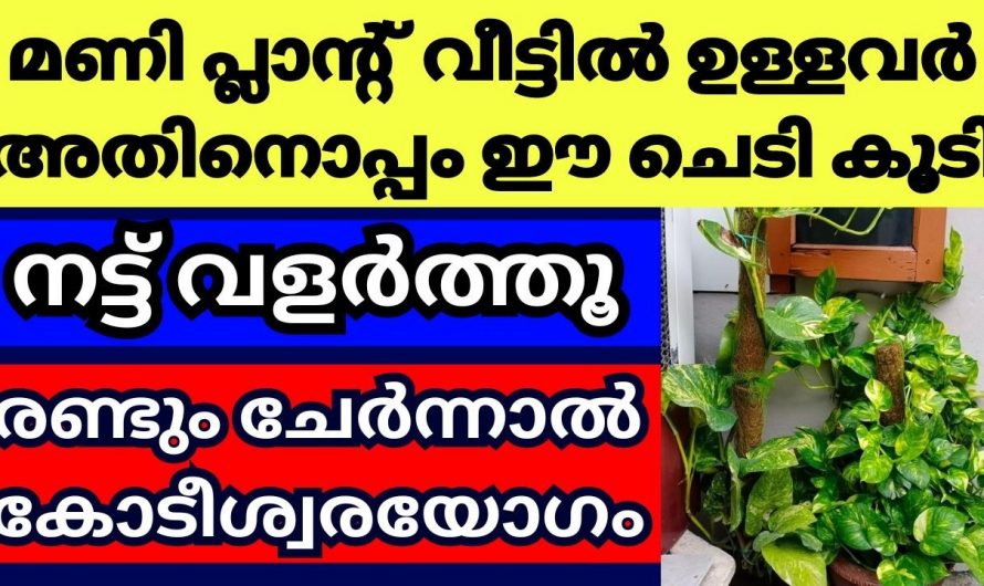 മണി പ്ലാന്റ് ഒപ്പം ഈ ചെടിയും  നട്ടുവളർത്തുക  പണം ഇരട്ടിയായി ലഭിക്കും…