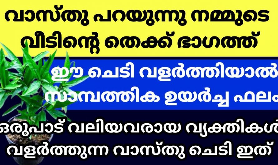 സമ്പത്തും ഐശ്വര്യം കൊണ്ടുവരുന്ന വാസ്തു ചെടികളെ കുറിച്ച് അറിയാതെ പോകരുത്….