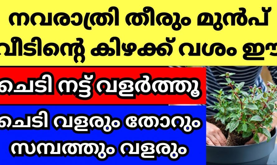 ഈ ചെടി നവരാത്രിക്ക് മുൻപ് നിങ്ങളുടെ വീട്ടിൽ നട്ടുവളർത്തിയാൽ ലഭിക്കുന്ന ഗുണങ്ങൾ.