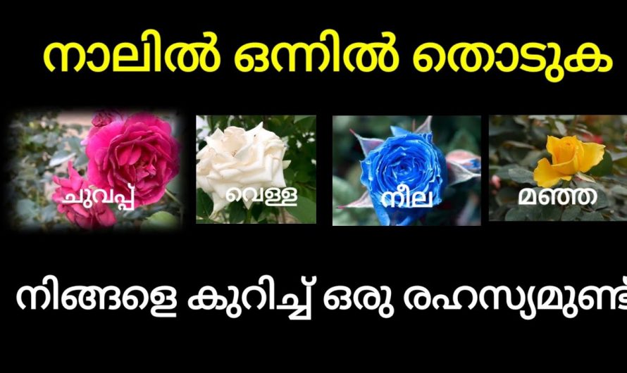 ഇതിൽനിന്ന് ഒരു പൂ തെരഞ്ഞെടുപ്പ് നിങ്ങളുടെ ജീവിതത്തെക്കുറിച്ച് മനസ്സിലാക്കു…