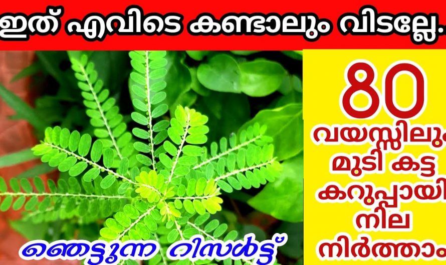 മുടി നര പരിഹരിക്കാൻ ഇതാ കിടിലൻ പ്രകൃതിദത്ത വഴി…