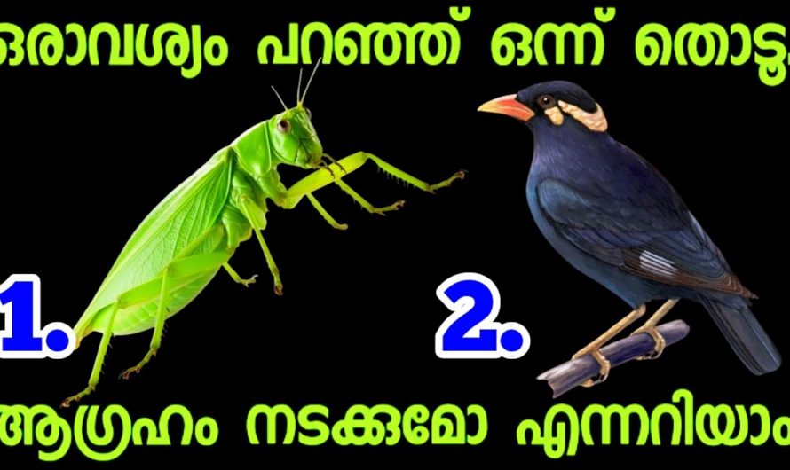 നിങ്ങൾ ആഗ്രഹിക്കുന്നത് ഏതൊരു കാര്യം നടക്കുമോ ഇല്ലയോ എന്ന് മനസ്സിലാക്കാൻ…