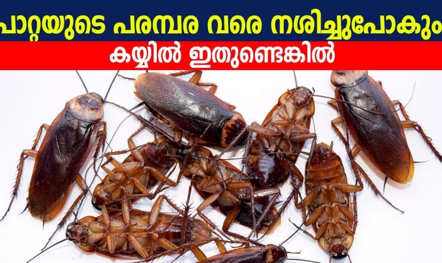 വളരെ എളുപ്പത്തിൽ പാറ്റ ശല്യം പരിഹരിക്കാൻ കിടിലൻ മാർഗ്ഗം.