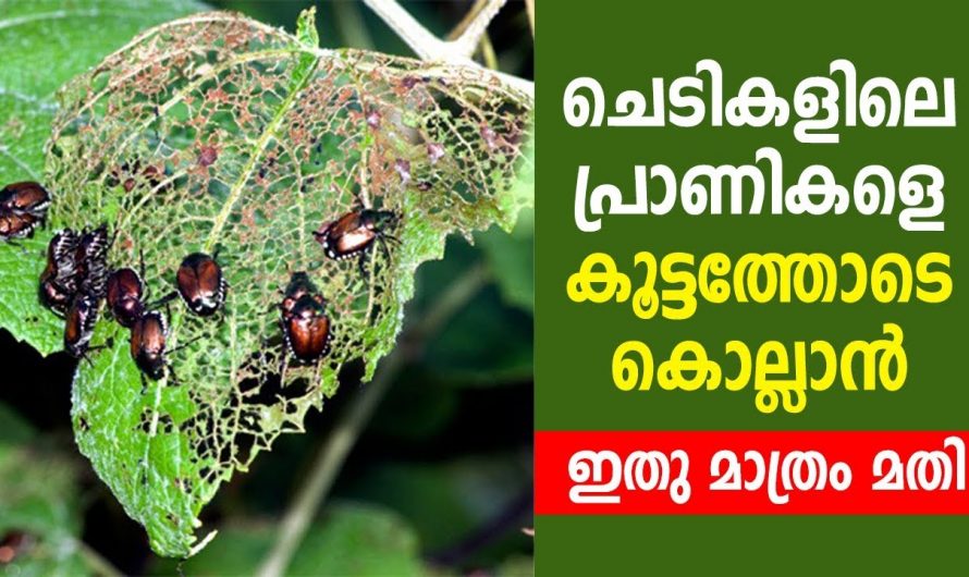പൂന്തോട്ടത്തിലും പച്ചക്കറിത്തോട്ടത്തിൽ ഉണ്ടാകുന്ന പുഴുക്കളെയും പ്രാണികളെയും എളുപ്പത്തിൽ ഇല്ലാതാക്കാം..