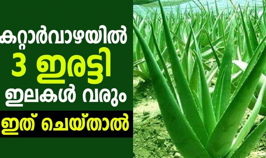 കറ്റാർവാഴ നല്ല രീതിയിൽ വളരാൻ ഇതാ കിടിലൻ വഴി..