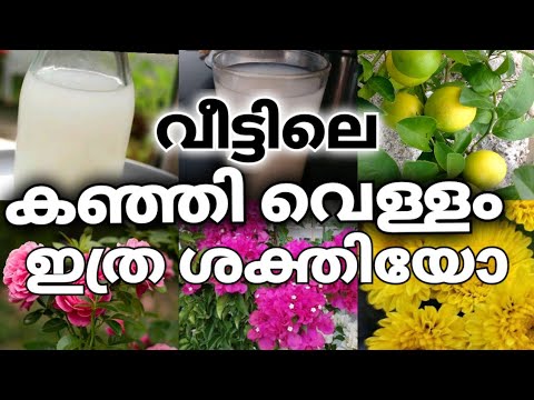പച്ചക്കറിത്തോട്ടം പൂന്തോട്ടം എന്നിവയ്ക്ക് കിടിലൻ പ്രകൃതിദത്ത വളം..