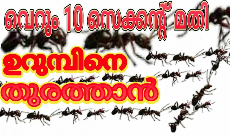 ഉറുമ്പ് ശല്യം എളുപ്പത്തിൽ പരിഹരിക്കാൻ ഇതാ കിടിലൻ വഴി..