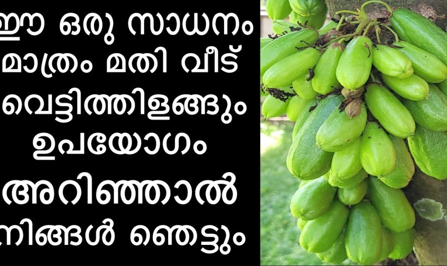 ഇരുമ്പൻപുളി കറിക്ക് രുചി പകരുന്നതിന് മാത്രമല്ല ഞെട്ടിക്കും ക്ലീനിങ് സൊലൂഷൻ  തയ്യാറാക്കാൻ അത്യുത്തമം..