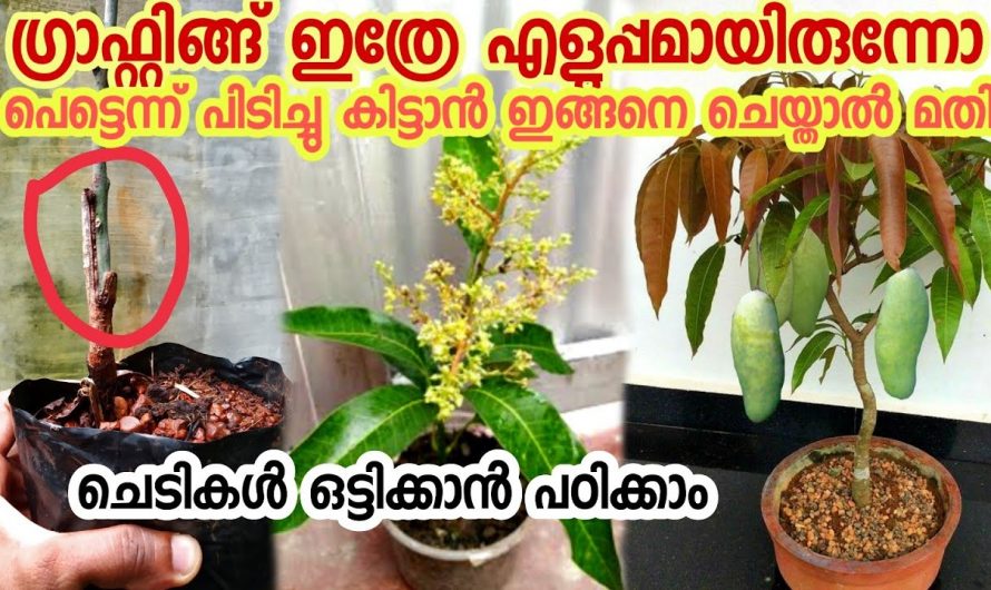 വളരെ എളുപ്പത്തിൽ ഗ്രാഫ്റ്റ് ചെയ്യാൻ ഇത്തരം കാര്യങ്ങൾ ശ്രദ്ധിച്ചാൽ മതി.