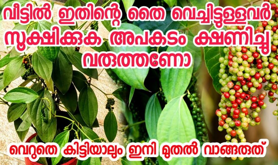 ഒരിക്കലും ഈ ചെടി വീട്ടിൽ നട്ടുവളർത്തരുത്..