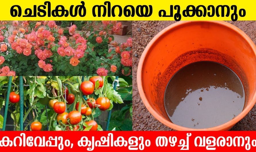 ചെടികൾക്കും പച്ചക്കറി ചെടികൾക്കും ഇതാ കിടിലൻ വളം 100%   നല്ല റിസൾട്ട്..