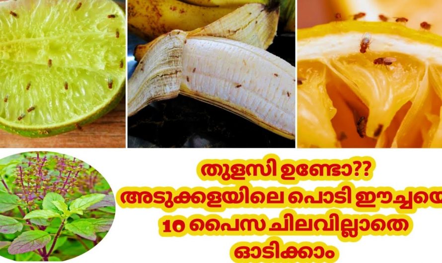നമ്മുടെ വീട്ടിൽ ഉണ്ടാകാൻ സാധ്യതയുള്ള ഈച്ചകളെ എളുപ്പത്തിൽ തുരുത്തിയോടിപ്പിക്കാൻ..