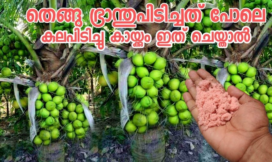 തെങ്ങിൽ  കായഫലം വർദ്ധിക്കുന്നതിനും കുറവുണ്ടെങ്കിൽ ഇരട്ടിയാക്കുന്നതിന്..