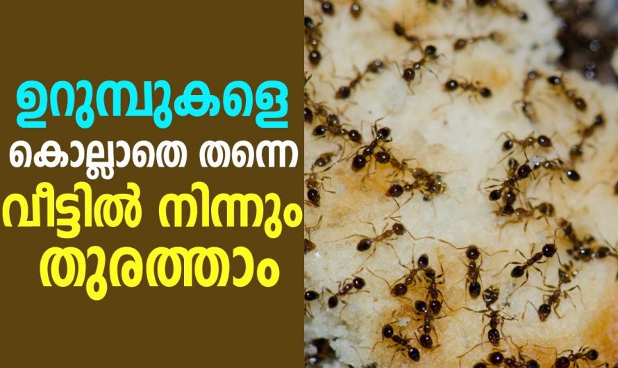 വീടുകളിൽ നിന്ന് എളുപ്പത്തിൽ ഉറുമ്പ് ശല്യം പരിഹരിക്കാം…