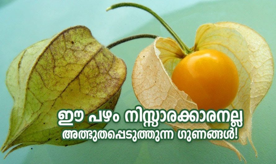 ഗോൾഡൻ ബെറി അഥവാ ഞൊട്ടാഞൊടിയൻ എന്നിവയുടെ ഞെട്ടിക്കും ഗുണങ്ങൾ..