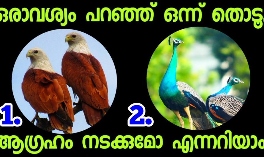 നിങ്ങളുടെ യുദ്ധത്തിൽ എപ്പോൾ നല്ലകാലം തുടങ്ങുമെന്ന് അറിയണമോ.