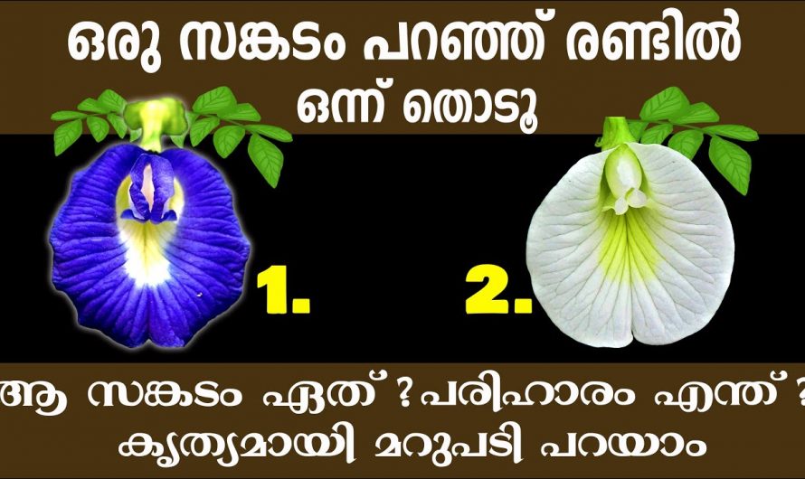 നിങ്ങളുടെ മനസ്സിനെ അലട്ടിക്കൊണ്ടിരിക്കുന്ന ദുഃഖം ഇല്ലായ്മ ചെയ്യാൻ..