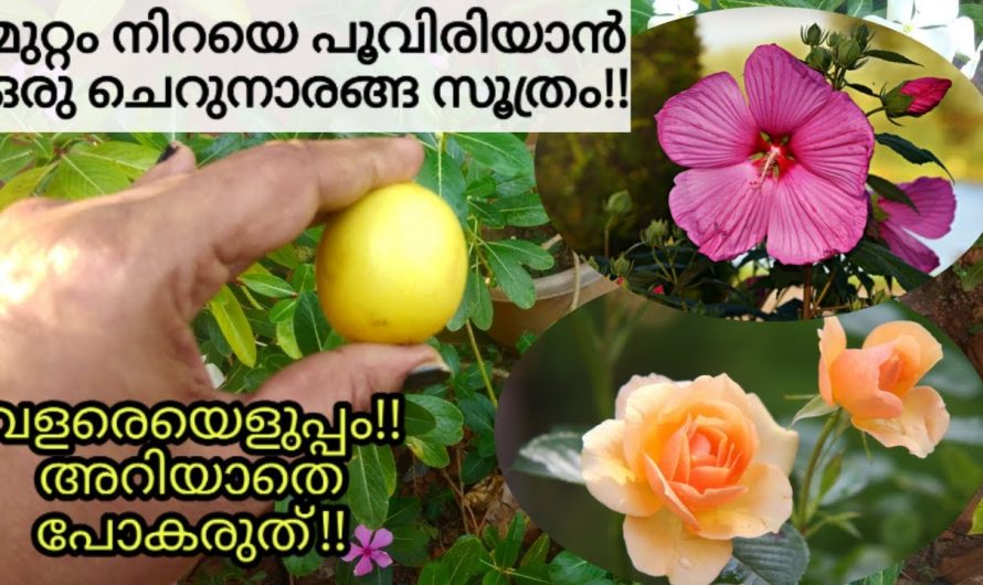 പൂന്തോട്ടത്തിൽ എപ്പോഴും  പൂക്കളാൽ സമൃദ്ധം ആകാൻ കിടിലൻ വഴി..
