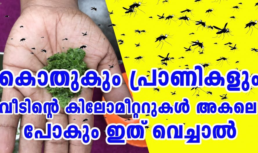 നമ്മുടെ വീട്ടിലെ കൊതുക്, ചെറിയ പ്രാണികൾ എന്നിവയുടെ ശല്യം എളുപ്പത്തിൽ പരിഹരിക്കാൻ.
