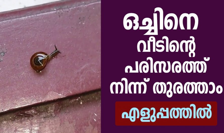 വളരെ എളുപ്പത്തിൽ പൂർണ്ണമായും നമ്മുടെ വീട്ടിലെ  ഒച്ചുകളുടെ ശല്യത്തെ പരിഹരിക്കാം..
