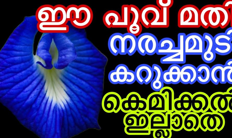 മുടിയിലെ നര നിമിഷം നേരം കൊണ്ട്  പരിഹരിക്കാം പാർശ്വഫലങ്ങൾ ഇല്ലാതെ..