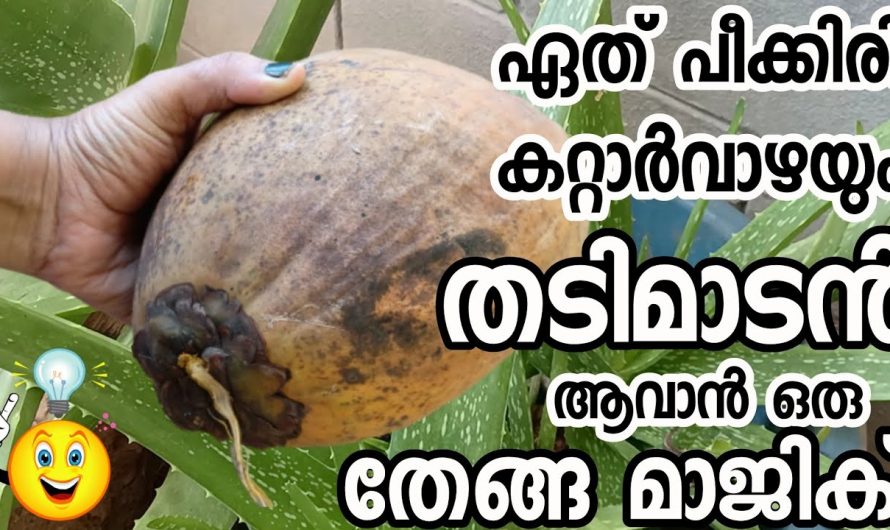 കറ്റാർവാഴ നല്ല രീതിയിൽ വളരാൻ ഇതാ കിടിലൻ ഫെർട്ടിലൈസർ…