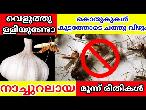 വളരെ എളുപ്പത്തിൽ കൊതുക് ശല്യം പരിഹരിക്കാം..