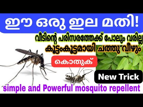 വളരെ എളുപ്പത്തിൽ കൊതുക് ശല്യം പരിഹരിക്കാം
