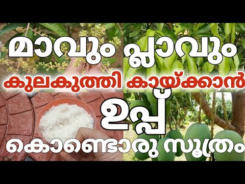 ധാരാളം മാങ്ങയും ചക്കയും  ഉണ്ടാകാൻ ഈയൊരൊറ്റ കാര്യം ചെയ്താൽ മതി…