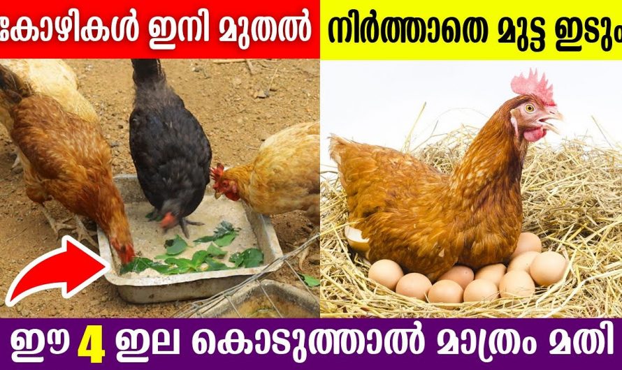 കോഴി വളർത്തുമ്പോൾ ധാരാളം മുട്ട ലഭിക്കാൻ കിടിലൻ വഴി..