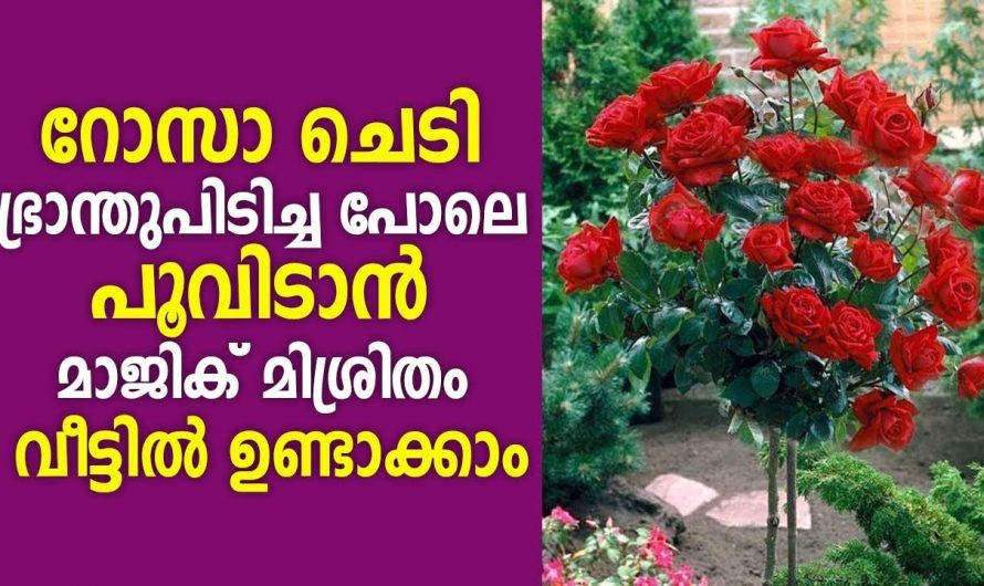 നമ്മുടെ വീട്ടിലെ പച്ചക്കറി തോട്ടവും പൂന്തോട്ടം നല്ല രീതിയിൽ വളർത്താൻ കിടിലൻ വഴി..