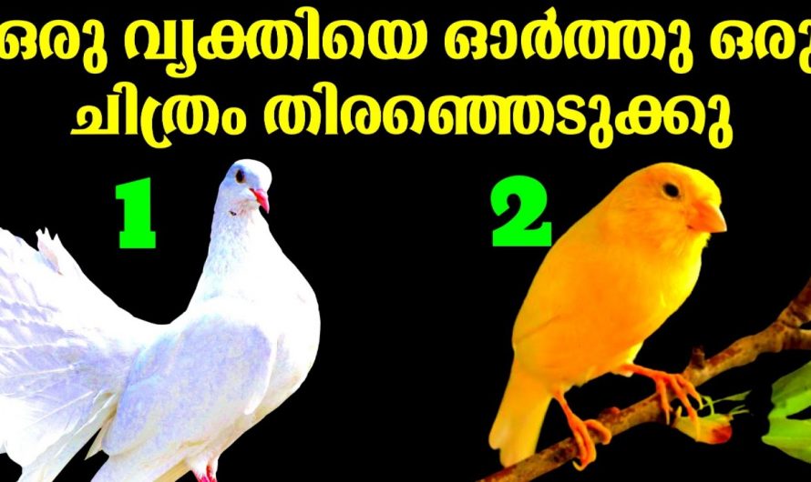 നിങ്ങളിൽ മനസ്സിൽ വിചാരിക്കുന്ന വ്യക്തിയുടെ സ്വഭാവസവിശേഷതകൾ എളുപ്പത്തിൽ മനസ്സിലാക്കാം.