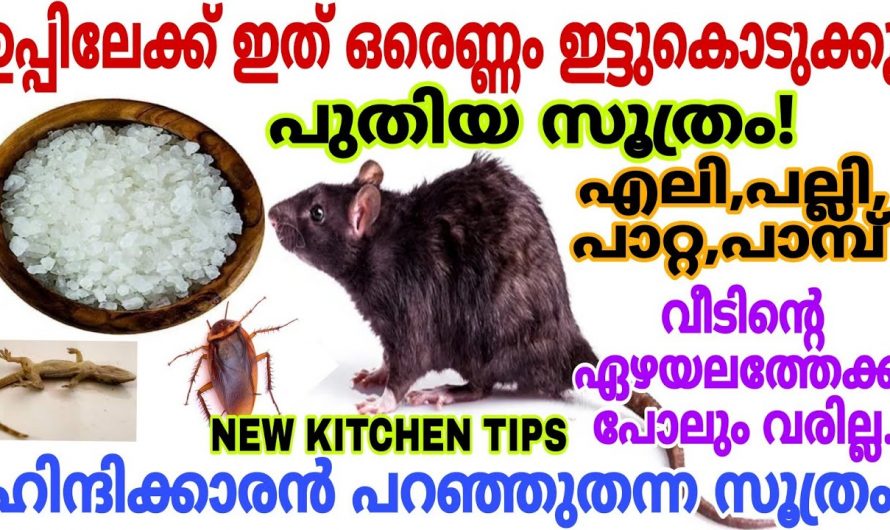 ഉപ്പുണ്ടെങ്കിൽ ഇവയുടെ ശല്യം നമുക്ക് വളരെ എളുപ്പത്തിൽ പരിഹരിക്കാം..