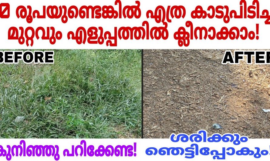 നമ്മുടെ വീട്ടുമുറ്റത്തെ എത്ര കാടുപിടിച്ച പുല്ലും  എളുപ്പത്തിൽ പരിഹരിക്കാം.