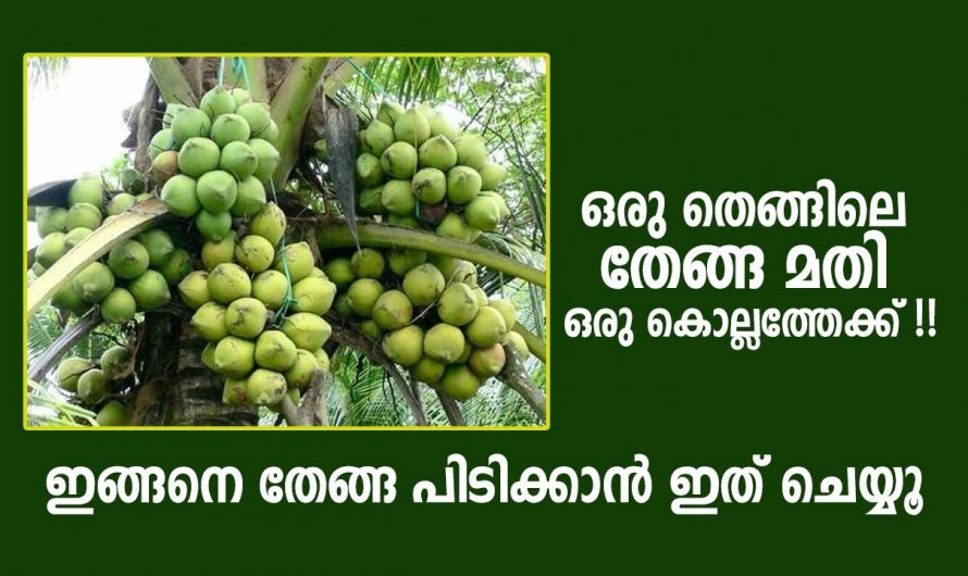 വേനൽക്കാലം ആയാലും തെങ്ങിൽ ധാരാളം നാളികേരം ഉണ്ടാകാൻ കിടിലൻ വഴി..