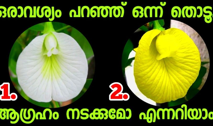 നിങ്ങളുടെ ജീവിതത്തിൽ ഇനി എന്തു സംഭവിക്കും എന്നറിയണമോ..